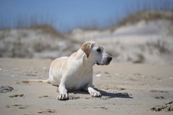 vet in nags head, north carolina