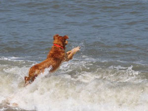 travel with dog in obx